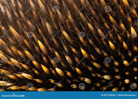 Close up of echidna spines stock photo. Image of burrowing - 257798258