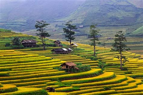 Mu Cang Chai Trekking Tour: Explore Rice Terraces & Local Cultures