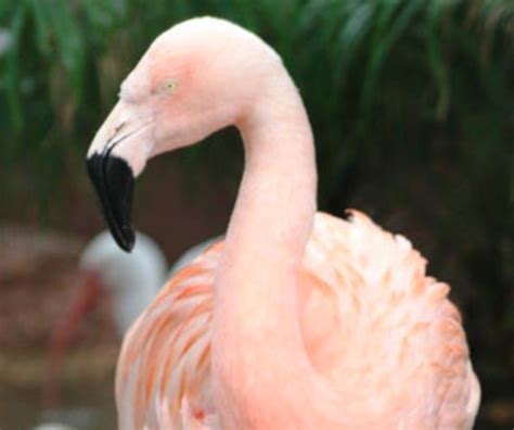 Florida Man Charged With Senseless Attack on Pinky the Flamingo That ...