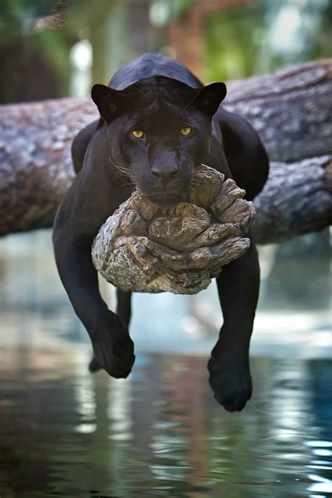 Black Jaguar Pictures, Photos, and Images for Facebook, Tumblr, Pinterest, and Twitter