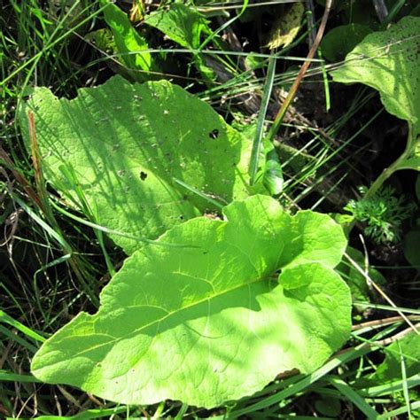 Common Burdock - Weekly Weeder #30