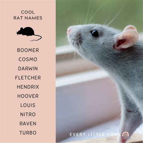 220+ Best Rat Names (Cool, Cute, and Funny) - Every Little Name