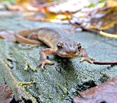 Reptiles and Amphibians | NATURAL SURROUNDINGS