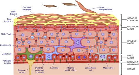 Skin and Its Regenerative Powers: An Alliance between Stem Cells and Their Niche: Developmental Cell