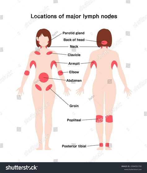 Locations Major Lymph Nodes Vector Illustration Stock Vector (Royalty ...