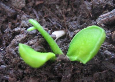Lemon seed germination