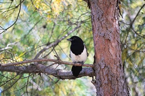 Bird Magpie Feathers - Free photo on Pixabay - Pixabay