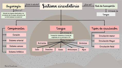 Mapa Conceptual Sistema Circulatorio