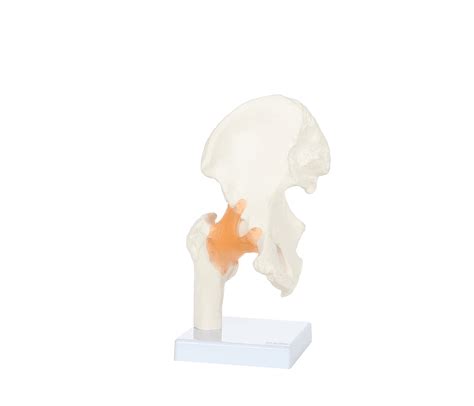Axis Scientific Human Knee Joint with Functional Ligaments Anatomy Model | Human knee, Anatomy ...