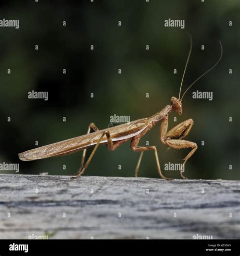 Mantis religiosa, European Mantis, Praying Mantis Stock Photo - Alamy