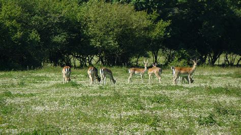 Knepp Wildland, the coexistence of a farm and the wild — Atlas of the Future