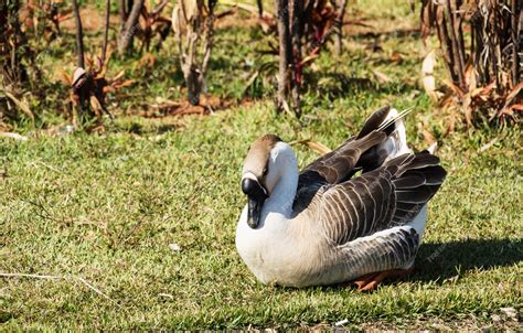 Premium Photo | Beautiful african goose sitting on the grass