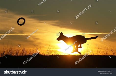 Running Dog Silhouette On Sunset Background Stock Photo 2125762241 | Shutterstock