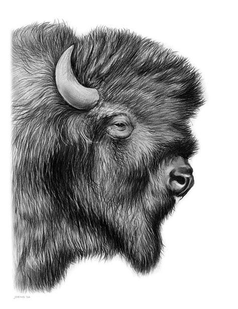 American Bison by Greg Joens | Bison art, Buffalo art print, Art