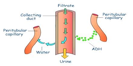 ADH: Antidiuretic Hormone - Assignment Point