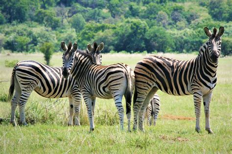 Mabalingwe Nature Reserve | South Africa | Wild Safari Guide