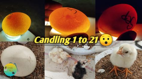 Chicken egg candling day 1 to 21||egg hatching - YouTube