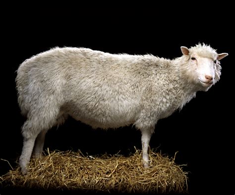 The legacy of Dolly the Sheep, the first cloned mammal - Sunday Post