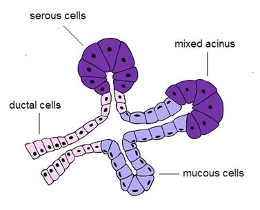 Salivary Secretion - Gastrointestinal - Medbullets Step 1