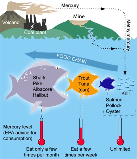 Bioaccumulation & Biomagnification: When Bigger Isn’t Better. – Shark ...