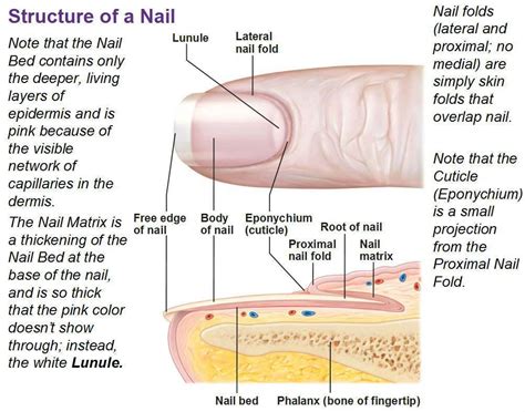 Fungix Natural Nail Fungus Support Review - Nail Fungus Report