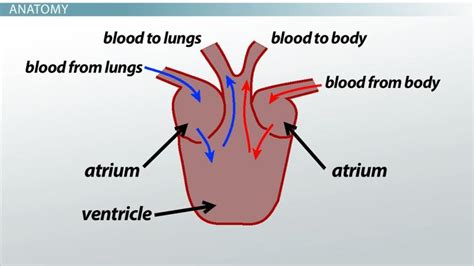 Anatomy Of A Fish Heart Three Chambered Heart Definition Anatomy Video Less On Fish Anatomy ...