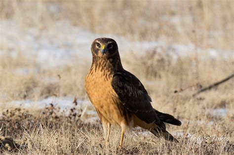 Northern Harrier | Audubon Field Guide