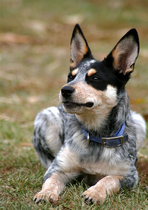 Red Heeler Corgi Mix