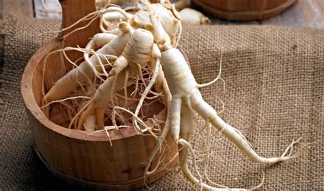 Types of ginseng – many species and wide-ranging uses | SFI Health - Ginsana