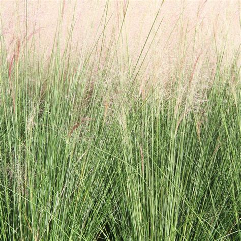 Muhlenbergia rigens - Deer Grass | Western Star Nurseries