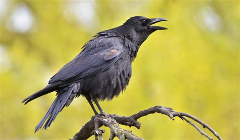 Crows can consciously control their cawing: study- The Week