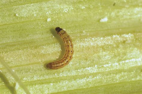 Know your pests: Chilo borer