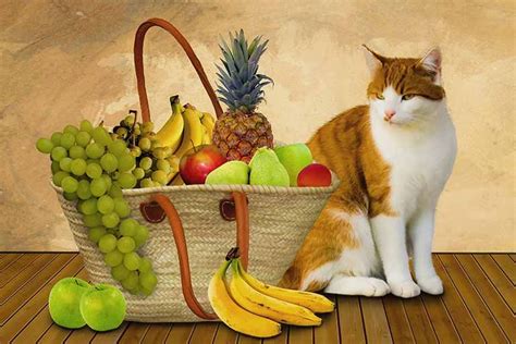 Can Cats Eat Fruit Snacks? - Pawper Care