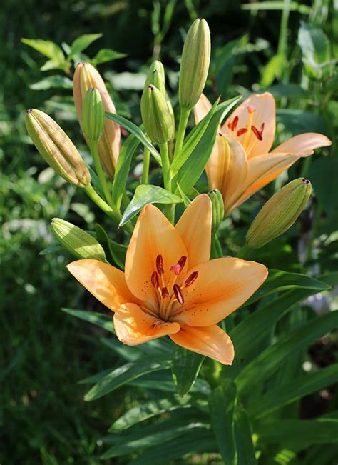 orange lily hybrid - /plants/flowers/_L/lily/lily_photos/orange_lily_hybrid.jpg.html