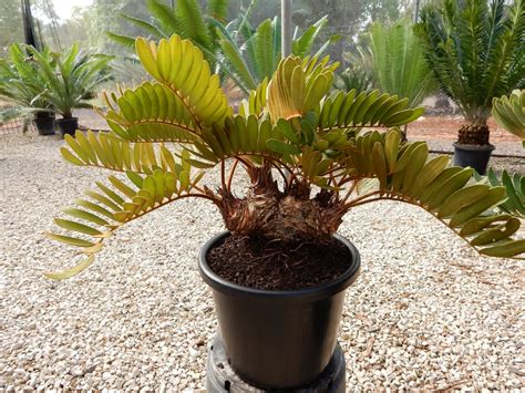 Zamia furfuracea – Cycad International