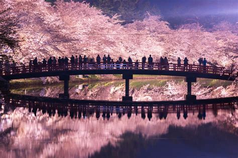 Cherry Blossom Festival Japan 2024 - Codie Kariotta