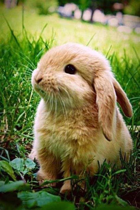 petit lapin bélier | Cute animals, Cute creatures, Cute baby animals