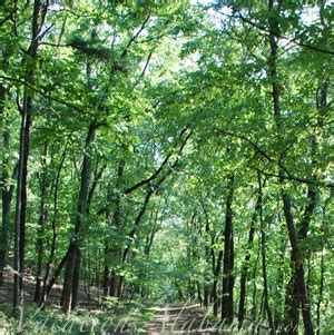 Hiking Trails - VacationsAlabama.com