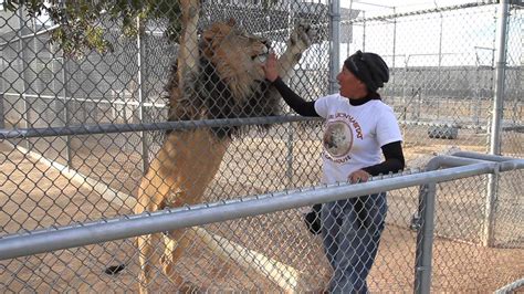 Our Day At Lion Habitat Ranch Las Vegas - YouTube