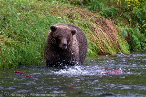 Brown Bear Fishing | Photos by Ron Niebrugge