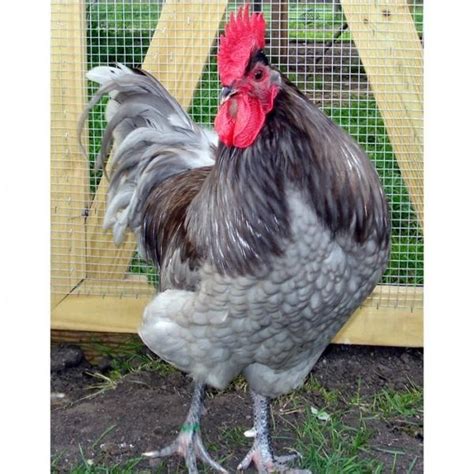 Jersey Giant | Chicken breeds, Chickens backyard, Beautiful chickens