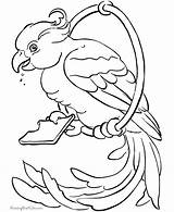 Free Printable Parrot Coloring Pages  Birds sketch template