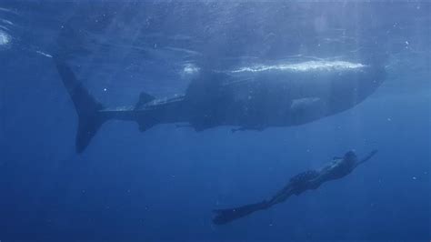 Episode 03. To Give Is To.... END FILM ONLY. | Film, Whale shark, Documentaries