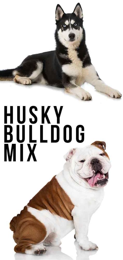 Husky Bulldog Mix – A High-Energy, Affectionate Combination | White dog ...