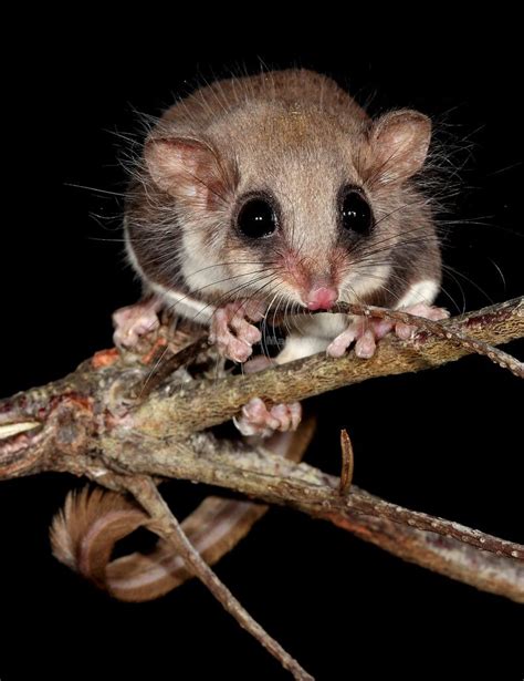 Feathertail Glider Australian Fauna, Australian Animals, Watercolor Animals, Watercolour ...