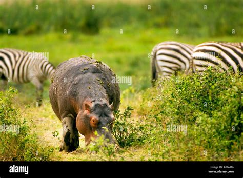 hippopotamus hippo and zebra browse browsing graze Tsavo west East africa National park Kenya ...