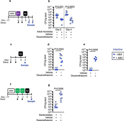 Bacteroidetes protect against Klebsiella pneumoniae colonization in the... | Download Scientific ...