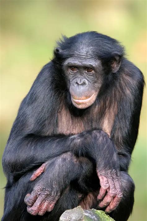 Great ape habitat in Africa has dramatically declined