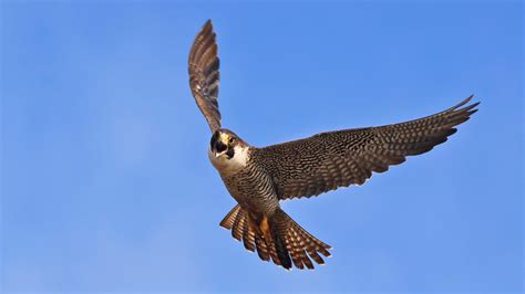 Peregrine Falcon (U.S. National Park Service)