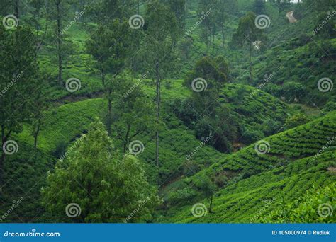 Ceylon tea plantations stock photo. Image of nature - 105000974